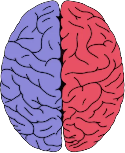 Know Your Brain: Locus Coeruleus