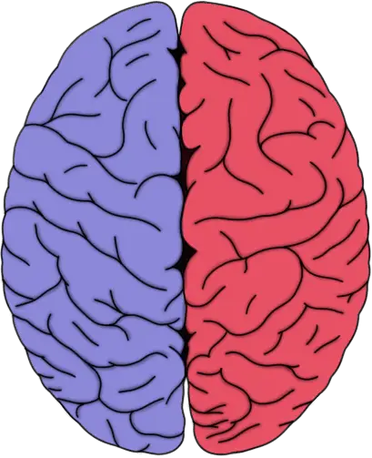 What Is the Function of the Prefrontal Cortex?