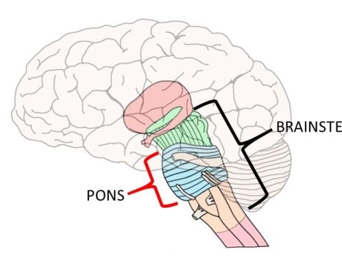 2-Minute Neuroscience: Pons