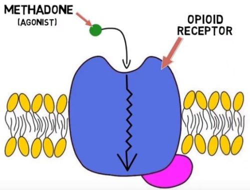 2-Minute Neuroscience: Methadone