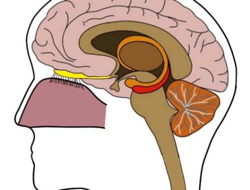2-Minute Neuroscience: Olfactory Nerve (Cranial Nerve I)