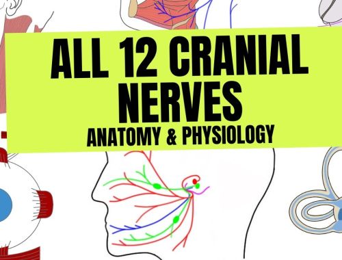 All 12 Cranial Nerves | Anatomy & Physiology