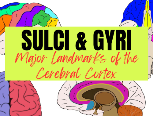 Sulci & Gyri - Major Landmarks of the Cerebral Cortex