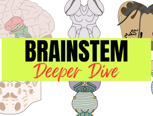 Brainstem - Deeper Dive