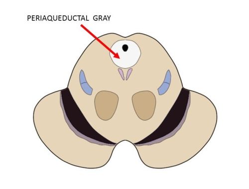 2-Minute Neuroscience: Periaqueductal gray