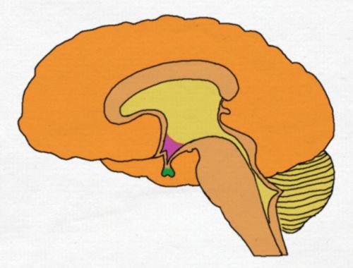 2-Minute Neuroscience: Hypothalamus & Pituitary Gland