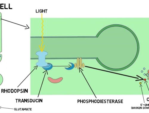2-Minute Neuroscience: Phototransduction