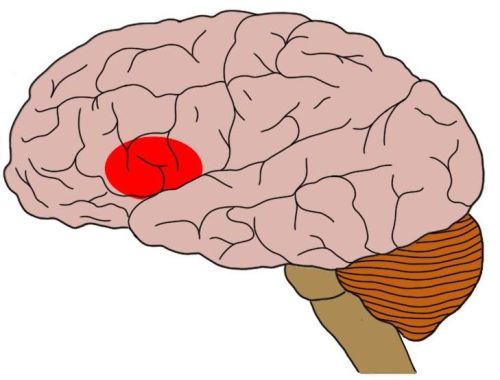 2-Minute Neuroscience: Broca's area