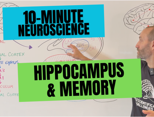 10-Minute Neuroscience: Hippocampus and Memory