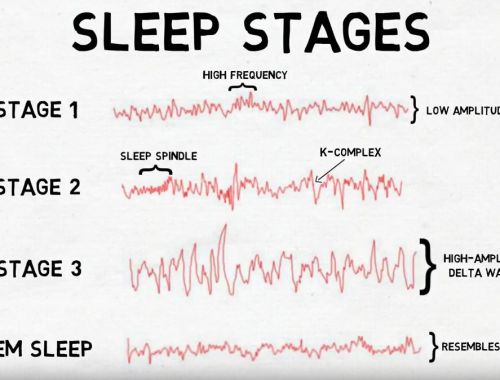 2-Minute Neuroscience: Stages of sleep