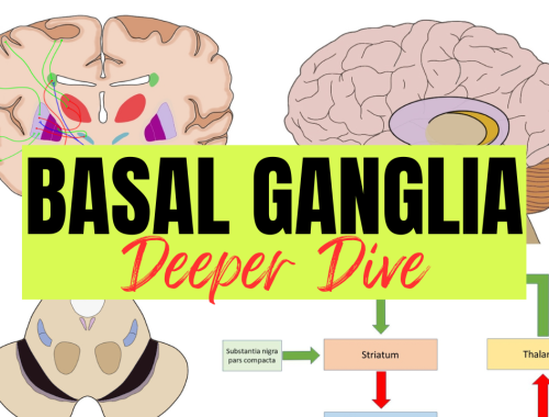 Basal Ganglia - Deeper Dive