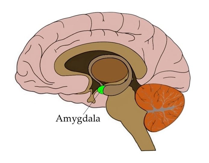 Difference Between the Amygdala and the Prefrontal Cortex