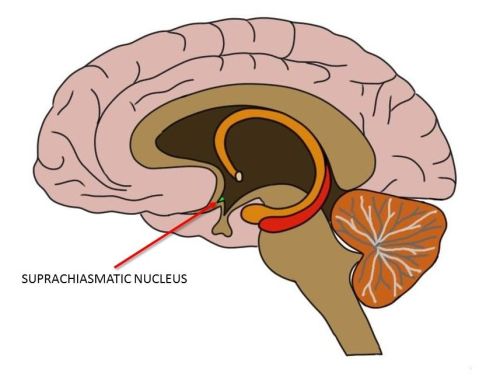 2-Minute Neuroscience: Suprachiasmatic Nucleus