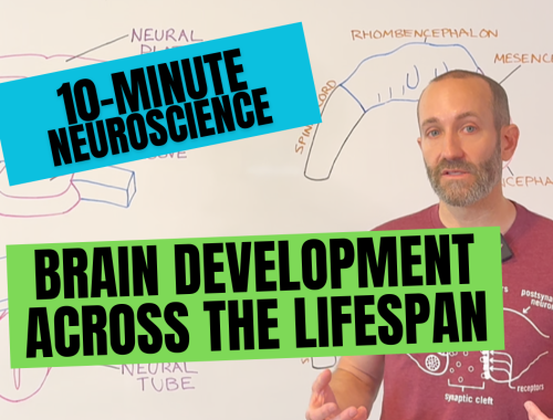 10-Minute Neuroscience: Brain Development Across the Lifespan