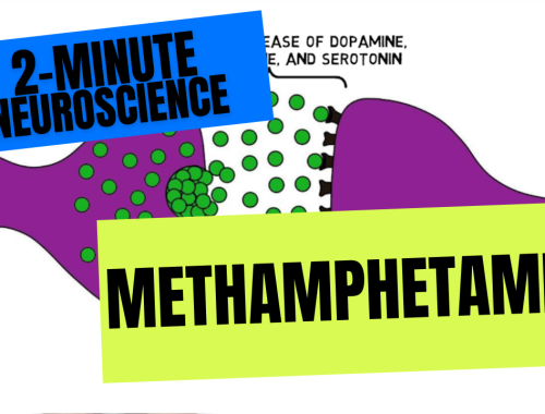 2-Minute Neuroscience: Methamphetamine