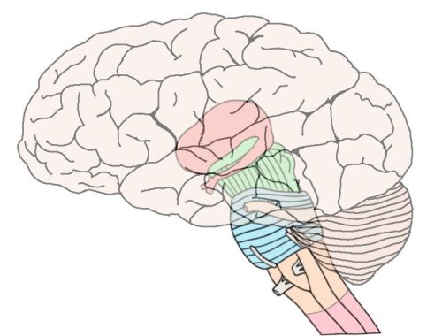 2-Minute Neuroscience: Brainstem