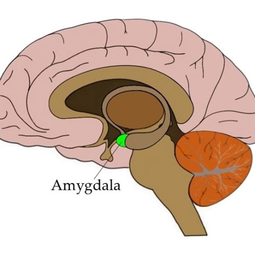 Amygdala 2