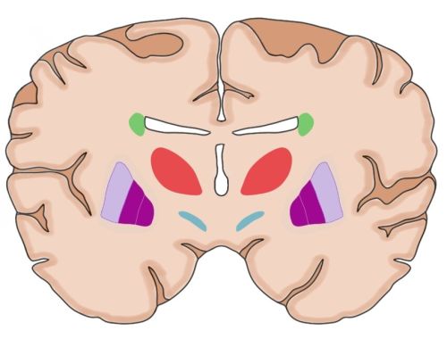 2-Minute Neuroscience: Tourette Syndrome