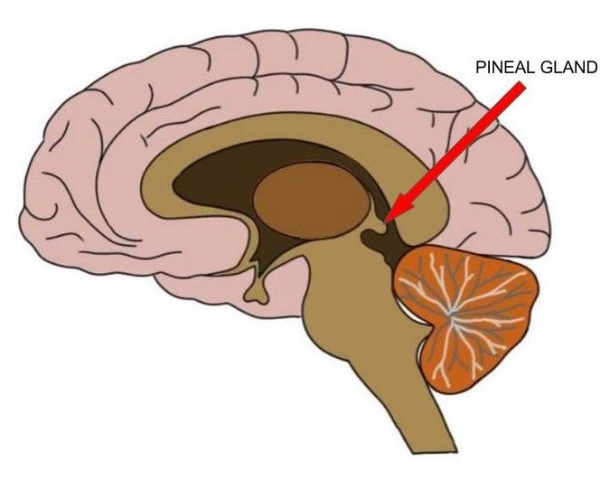 2 Minute Neuroscience Pineal Gland 0425