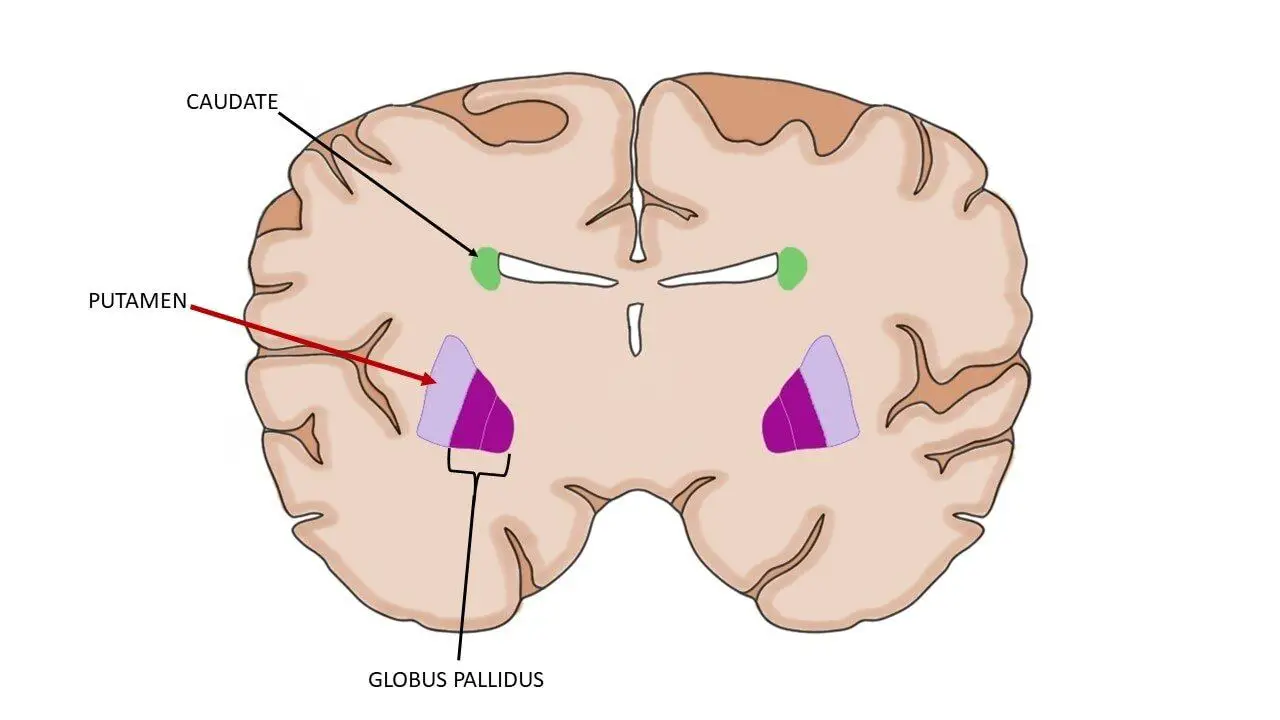 Что такое путамен 8 букв. Путамен (базальные ганглии). Globus pallidus анатомия. Бледный шар мозга. Putamen базальные ядра.