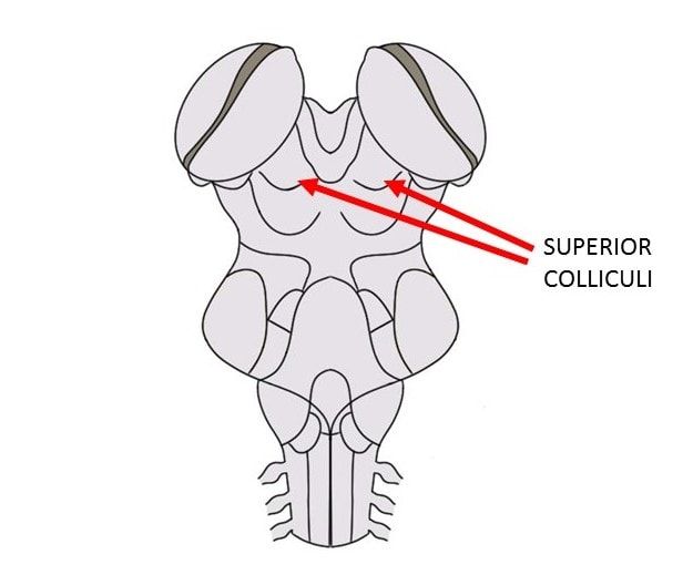 Know Your Brain: Superior Colliculus