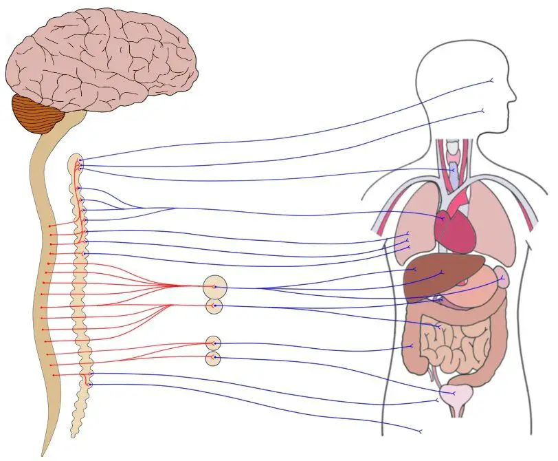 Real Life Examples Of Sympathetic Nervous System