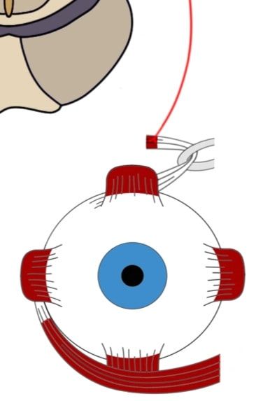 2-minute-neuroscience-trochlear-nerve-cranial-nerve-iv