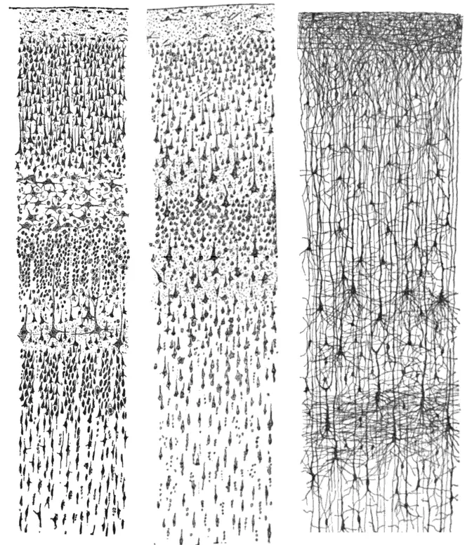 Cajal's representation of the layers of the cerebral cortex.