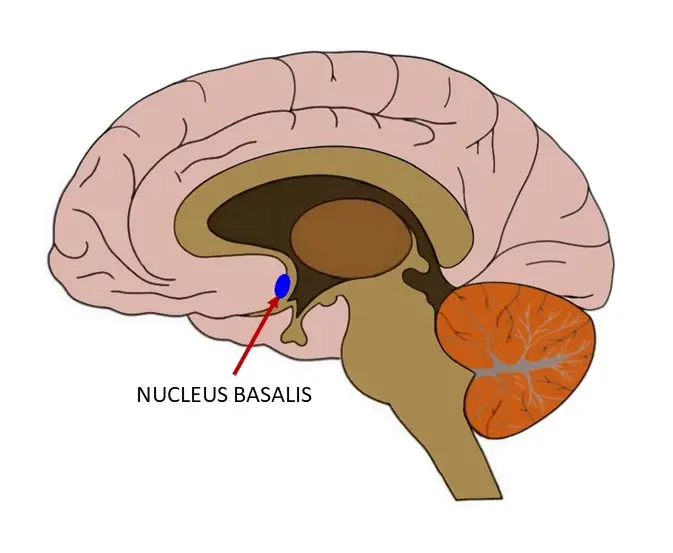 Nucleus basalis