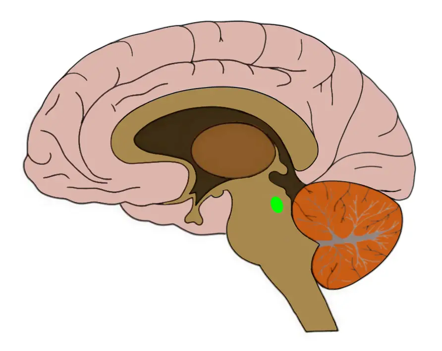 THE GENERAL REGION OF THE PEDUNCULOPONTINE NUCLEUS IS HIGHLIGHTED IN GREEN ABOVE.