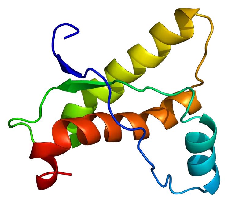 A healthy prion protein (not in a misfolded state). Credit: Emw from Wikimedia Commons.