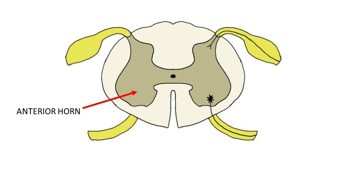 anterior horn of the spinal cord.