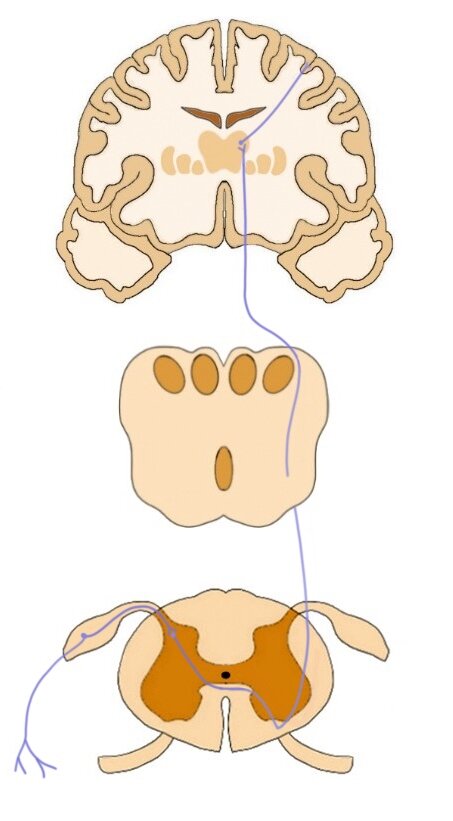 Pathway of the anterior spinothalamic tract.