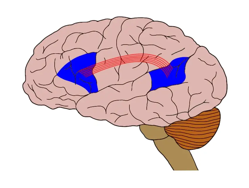 In this image, Broca’s area is represented by the blue region closer to the front of the brain (on the left), while Wernicke’s area is represented by the blue region closer to the back of the brain (on the right). The red lines represent the arcuate fasciculus, connecting the two regions.