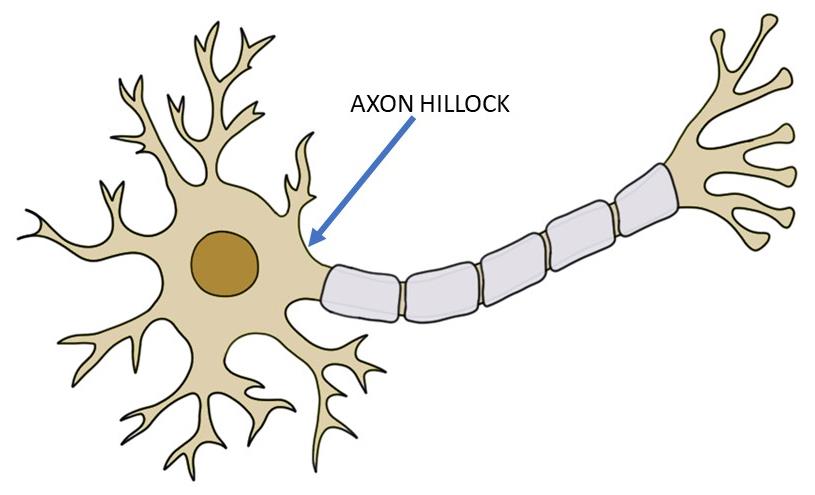 Axon hillock - definition