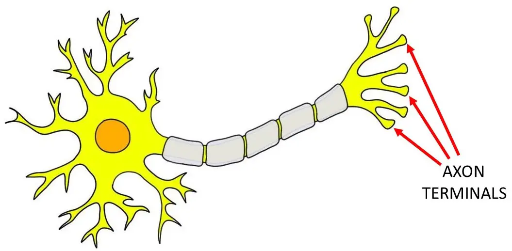 Axon terminals