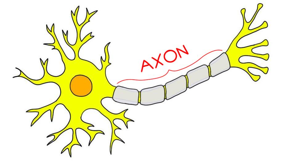 axon.jpg