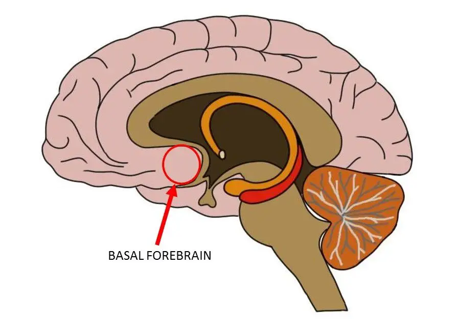 basal forebrain