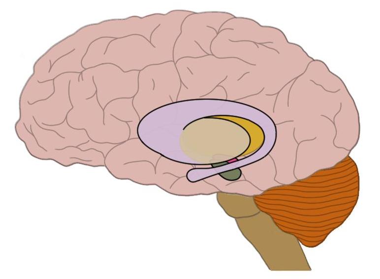 huntington's disease causes significant neurodegeneration in the basal ganglia (highlighted structures here in the middle of the brain).
