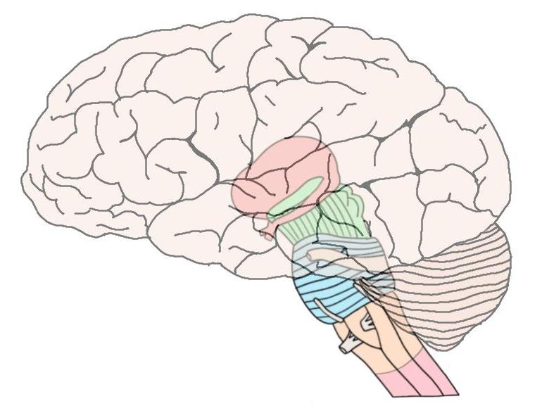 The brainstem is composed of the multi-colored structures above, which include the midbrain, pons, and medulla.