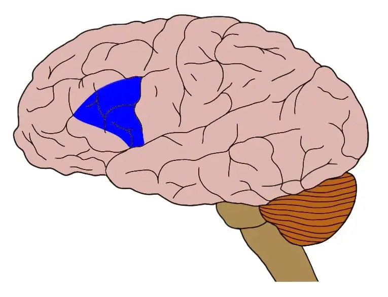 Approximate location of broca's area highlighted in blue.