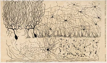 Cajal's depiction of neurons in the cerebellum.