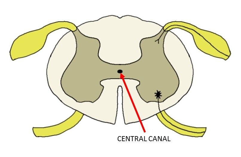 Central Canal Definition