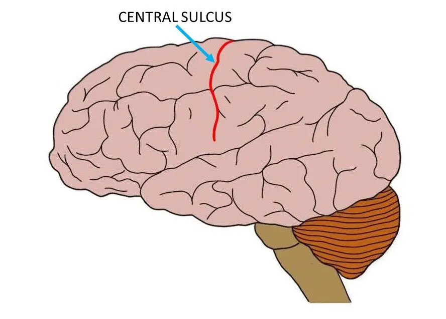 CENTRAL SULCUS (IN RED).