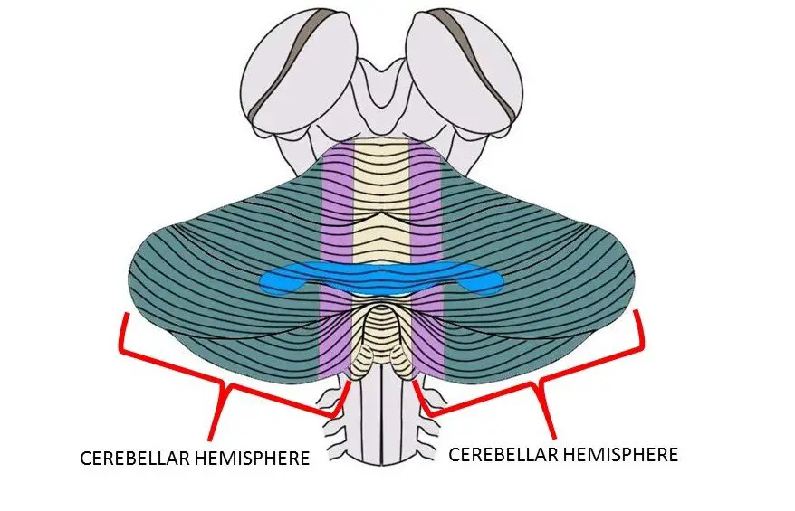 THE CEREBELLAR HEMISPHERES ARE THE REGIONS THAT ARE COLORED GREEN AND PURPLE ABOVE.