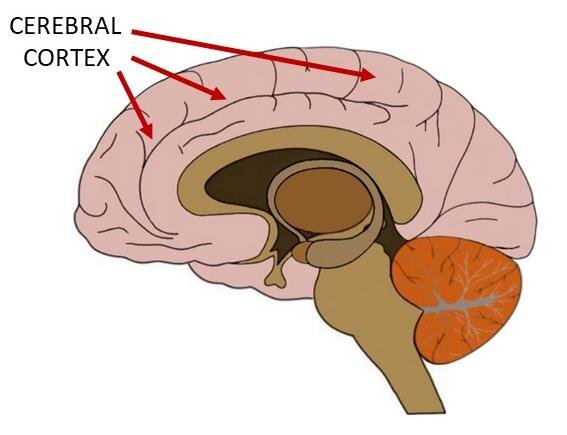 brain cerebral cortex