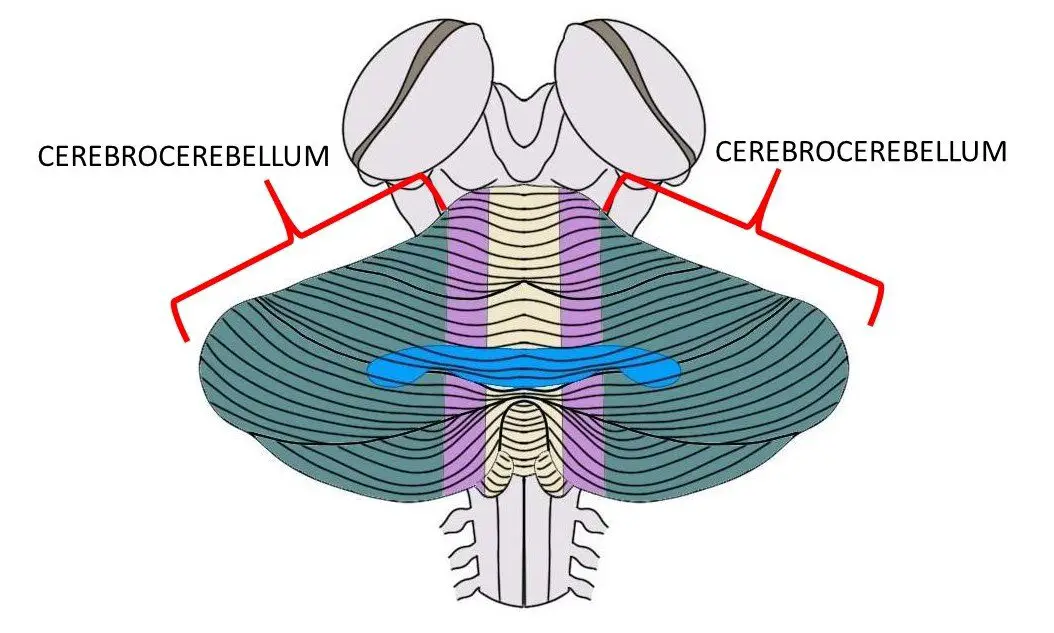 THE CEREBROCEREBELLUM IS MADE UP OF BOTH GREEN REGIONS ABOVE.