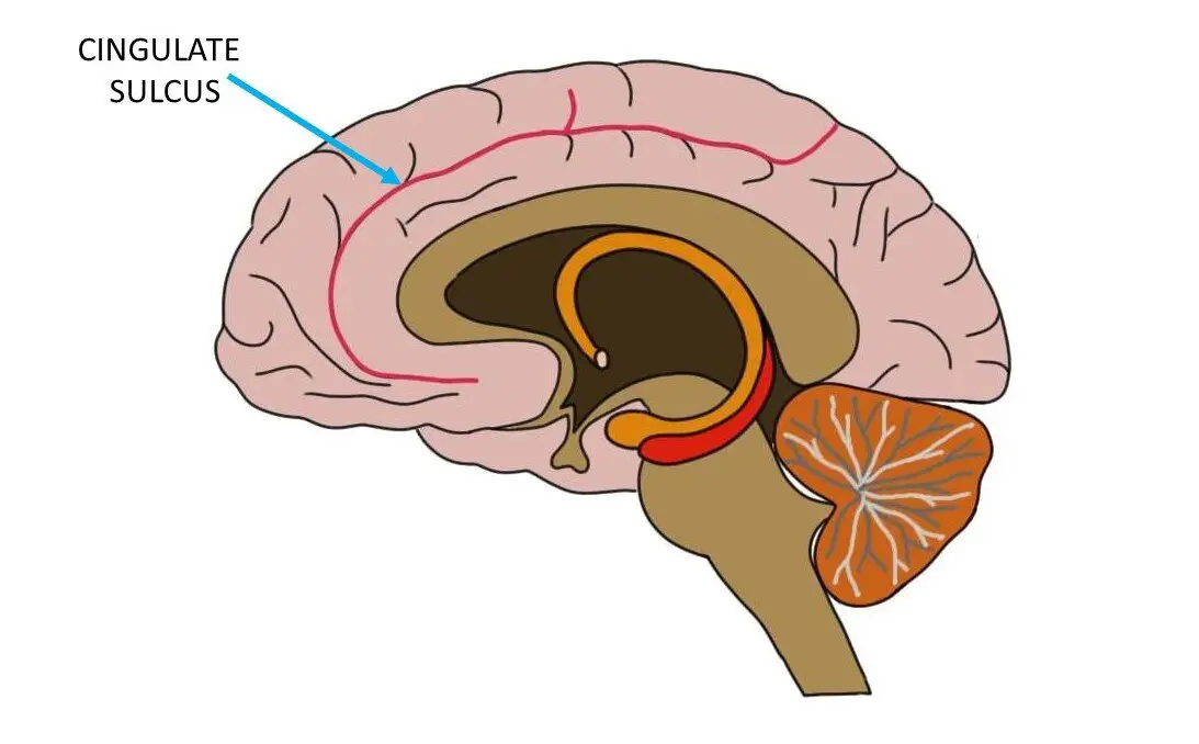 THE CINGULATE SULCUS IS REPRESENTED BY A RED LINE.