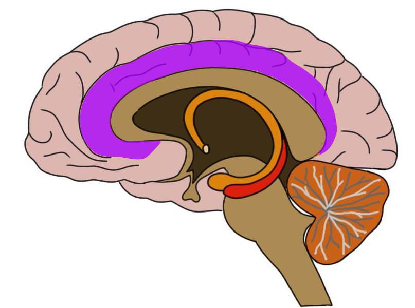 Cingulate cortex (in purple)