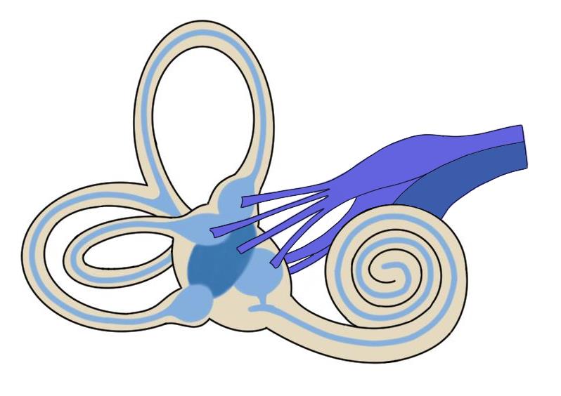 THE IMAGE SHOWS THE COCHLEA AND VESTIBULAR APPARATUS, WITH THE VESTIBULOCOCHLEAR NERVE LEAVING THESE STRUCTURES. THE VESTIBULOCOCHLEAR NERVE IS REPRESENTED BY THE PURPLE AND BLUE FIBERS TRAVELING FROM THE STRUCTURE TOWARD THE RIGHT SIDE OF THE PICTURE.